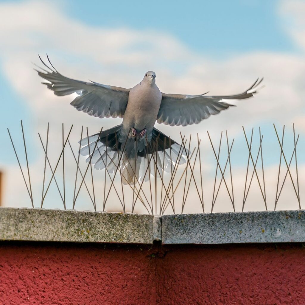 bird proofing pest control technician bird flying on roof