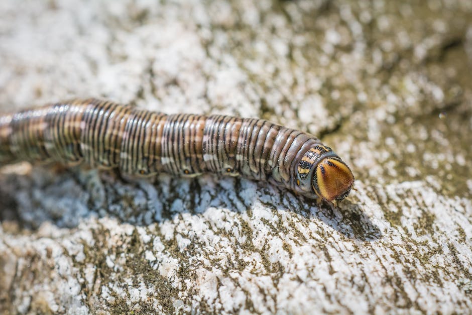 pexels-photo-206894-206894 Detailed macro shot of a caterpillar crawling on tree bark during daylight.