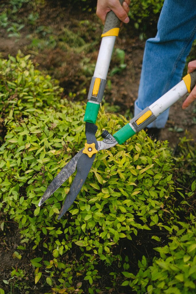 hedge_trimming From above of unrecognizable gardener with pruner shear standing near green plant while working in agriculture field during seasonal work